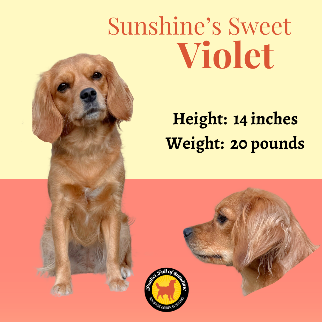 Our Ladies — Pocket Full of Sunshine Miniature Golden Retrievers